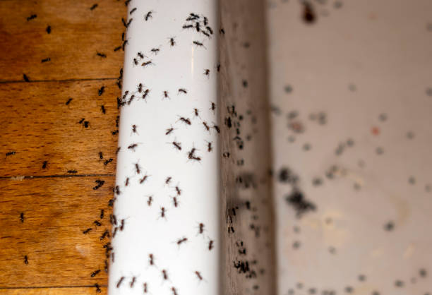 Trusted Fair Plain, MI Pest Control Experts