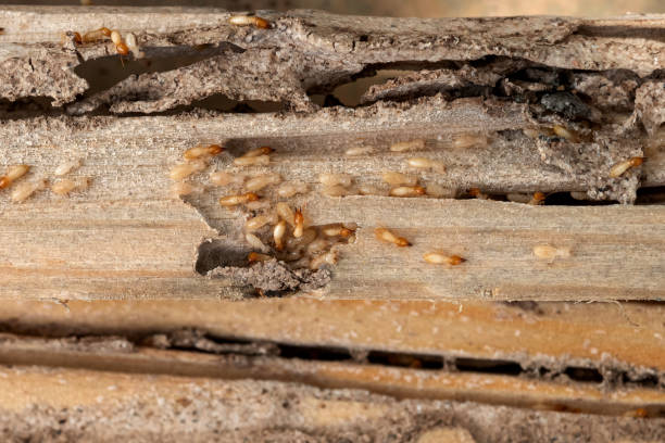 Bird Control in Fair Plain, MI
